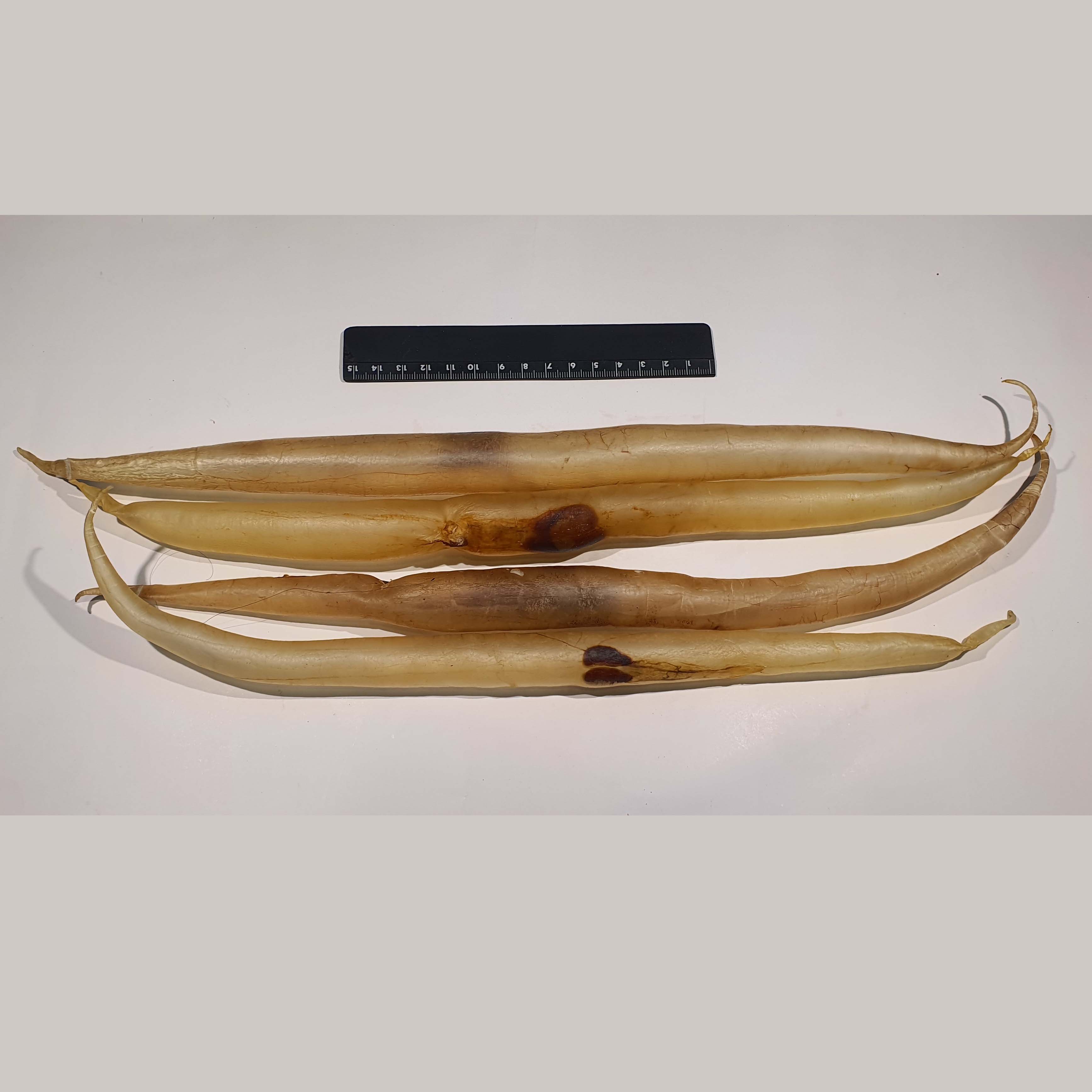 Dried sea eel fish maw