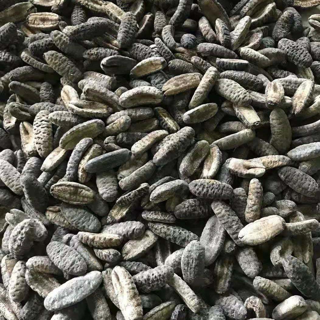 Dried Sea cucumber