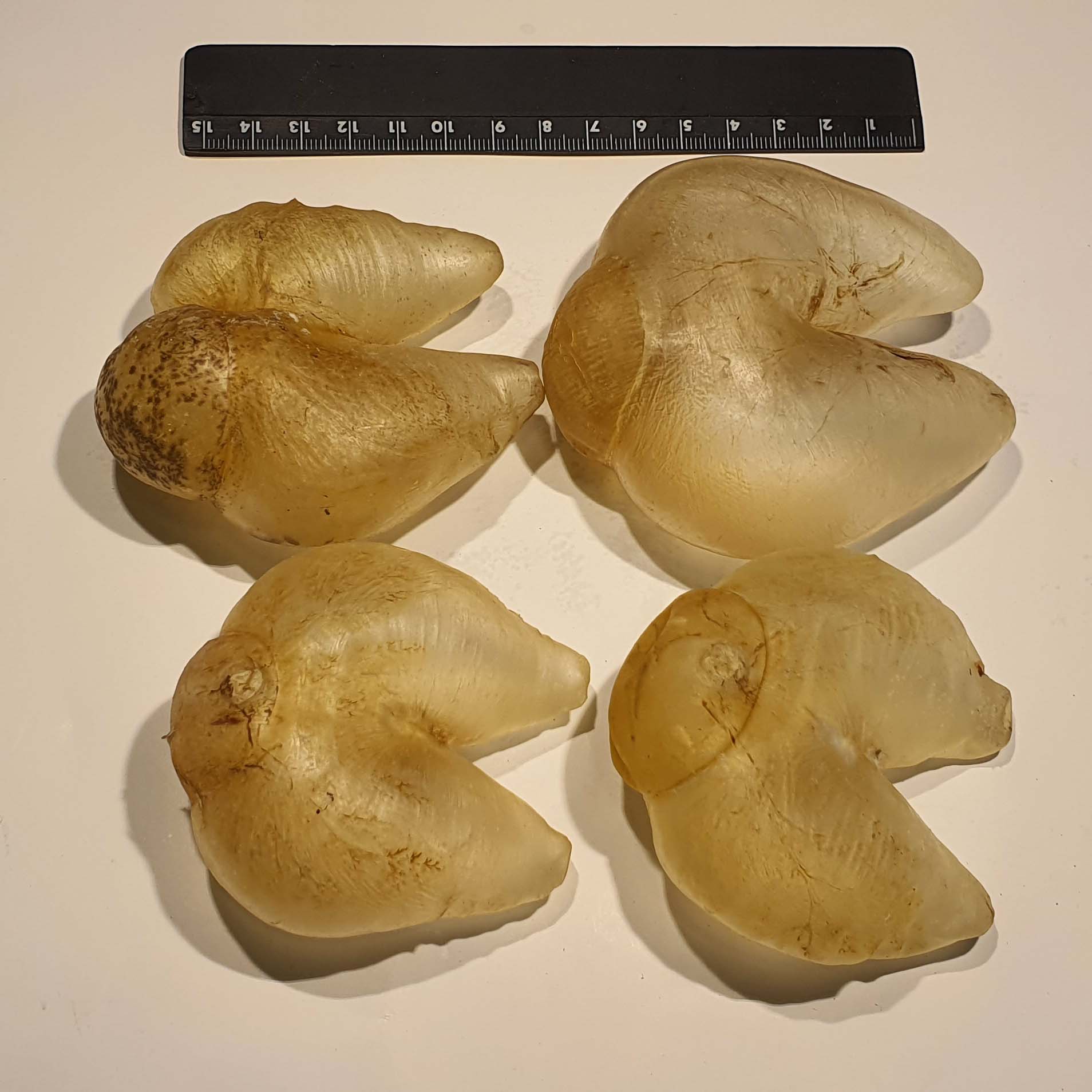 Dried Pufa fish maw