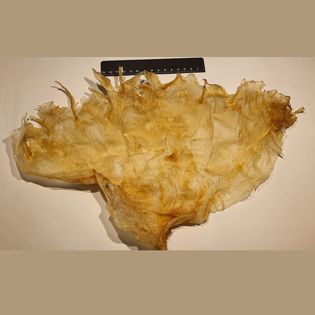 Dried Pangasius fish maw