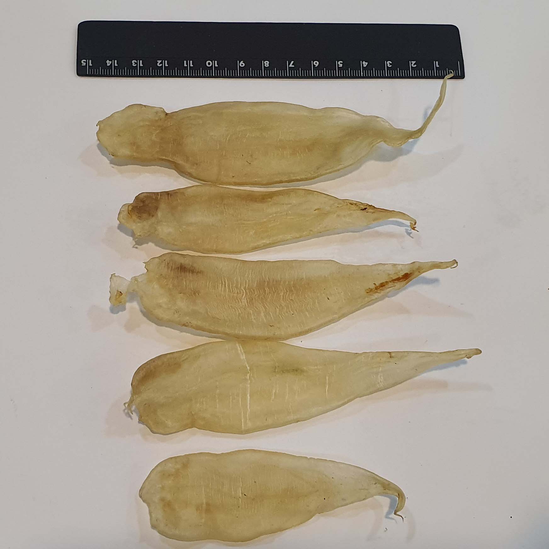 Dried Croaker fish maw