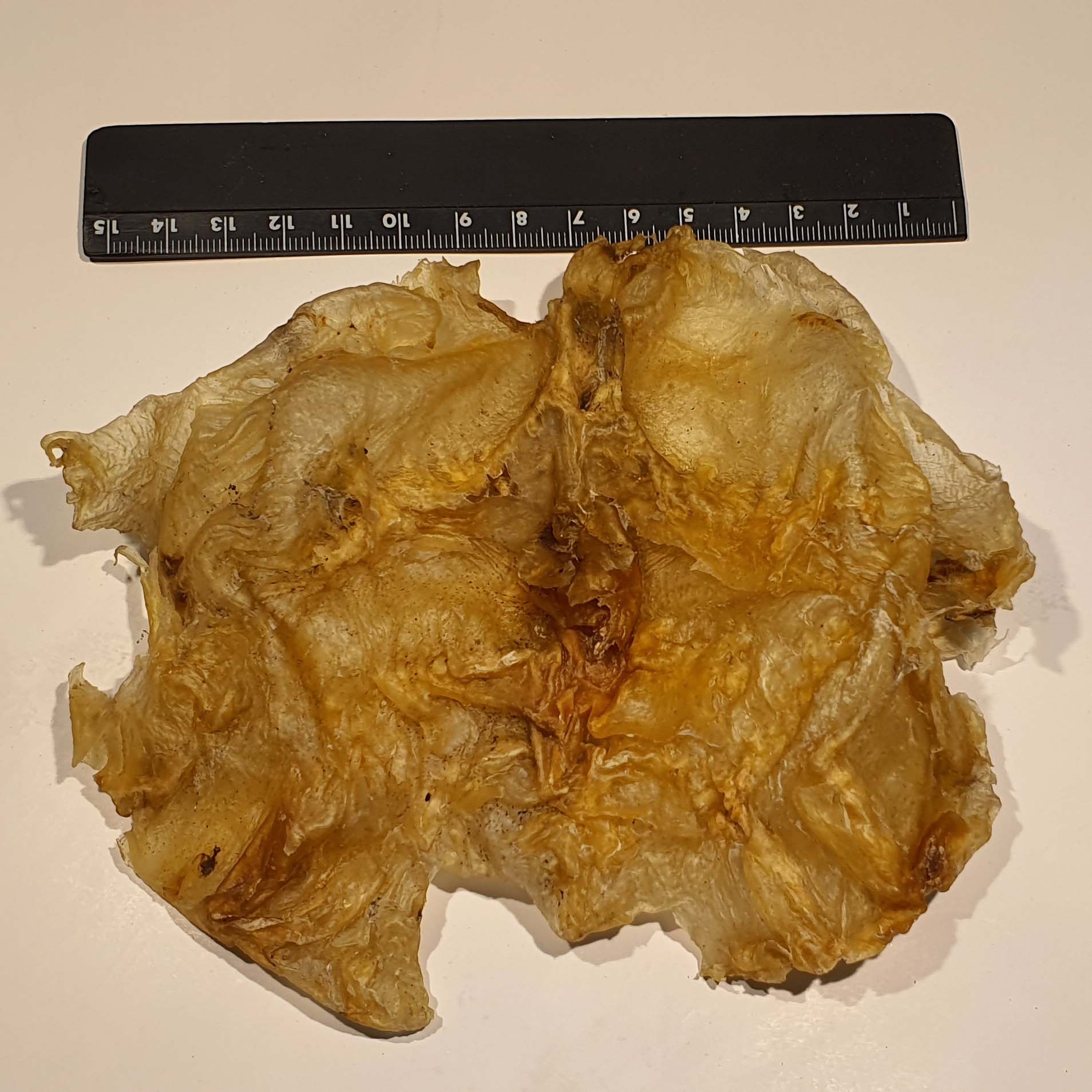 Dried Cat fish maw (2)