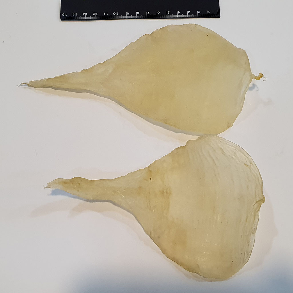 Dreid Thread fin fish maw